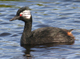 white tufted rollands grebe